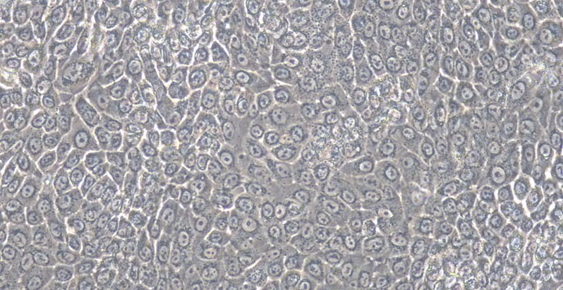 Primary Rabbit Nasal Mucosal Epithelial Cells (NMEC)