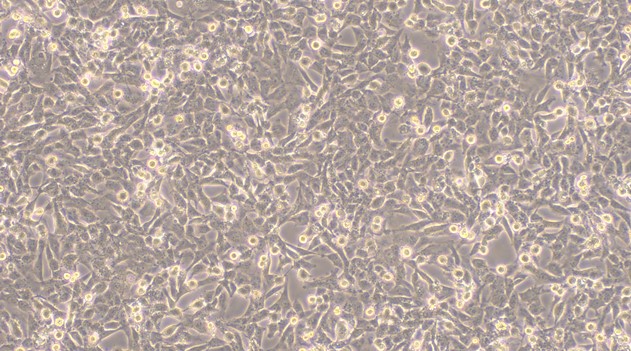 CSI305Hu11.jpg