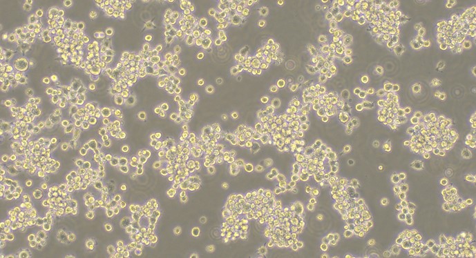 Mouse MH-S Alveolarmacrophage Cells (MH-S)