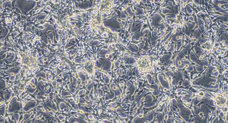 Mouse MODE-K Intestinal Epithelial Cells (MODE-K)