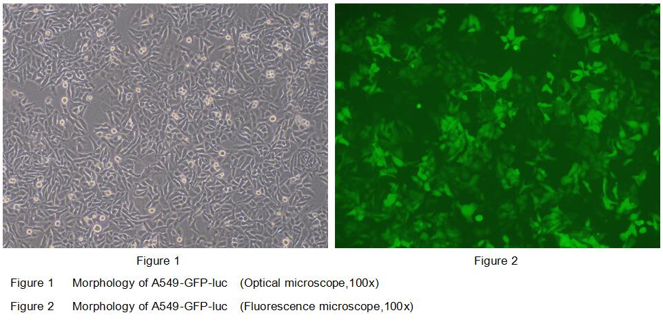 Human Luciferas <b>A549</b>-GFP Lung Carcinomar Cells (<b>A549</b>-GFP-Luc)