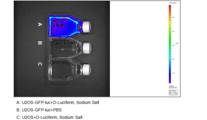 Human Luciferase  U2OS Osteosarcoma Cells (U2OS-GFP-Luc)