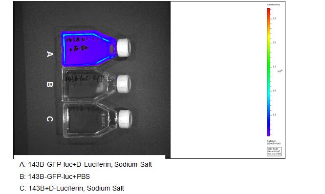 Human Luciferase 143B Osteosarcoma Cells (143B-GFP-Luc)