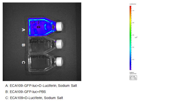 Human Luciferase Eca-109 Esophageal Carcinoma Cells (Eca-109-GFP-Luc)