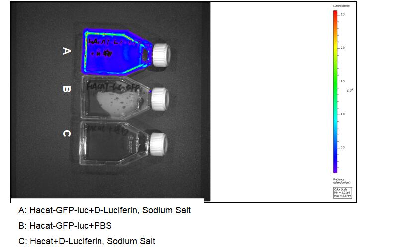 Human Luciferase HaCat Epidermal Cells (Hacat-GFP-Luc)