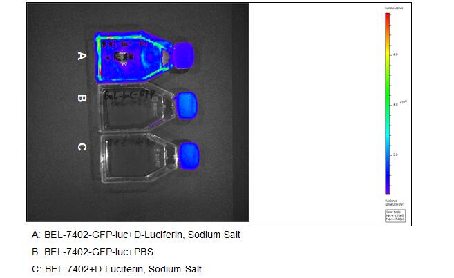 Human Luciferase BEL-7402 Hepatocellular Carcinoma Cells (BEL-7402-Luc	)