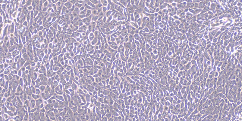 Primary Rabbit Epididymal Epithelial Cells (EpEC)