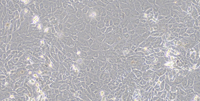 Primary Canine Oral Mucosal Epithelial Cells ( OMEC)