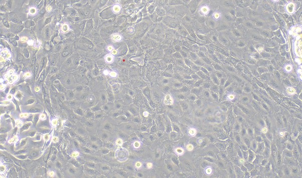 Primary Caprine Oral Mucosal Epithelial Cells ( OMEC)