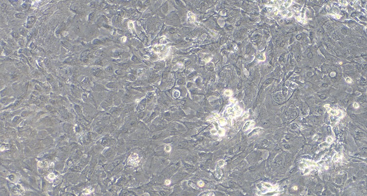 Primary Rabbit Oral Mucosal Epithelial Cells ( OMEC)