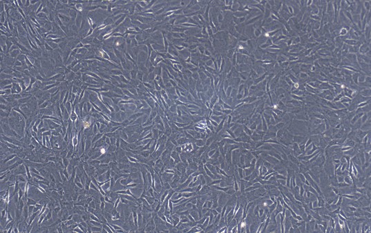 CSI497Gu01.jpg