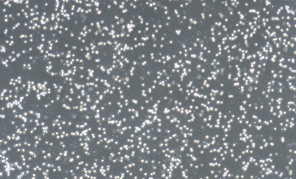 Primary Feline Splenic Mononuclear Cells (SpMC)