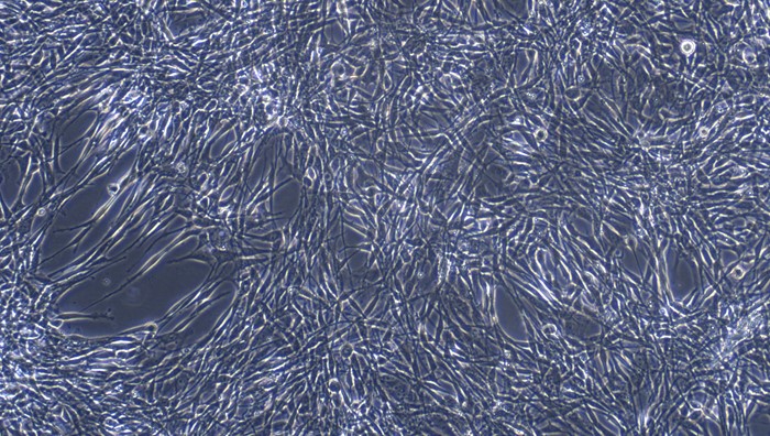 Primary Canine Optic Nerve Astrocytes (ONA)