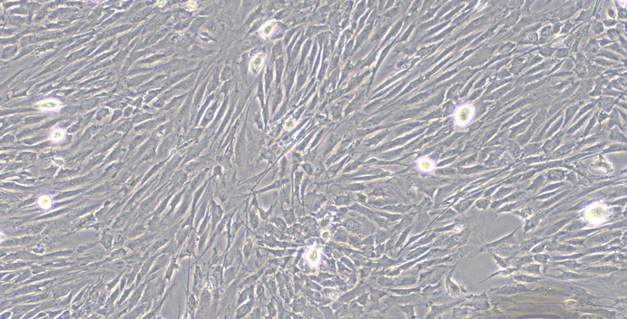 Primary Rat Optic Nerve Astrocytes (ONA)