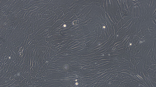 CSI915Ra01.jpg