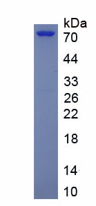 Eukaryotic Angiopoietin 2 (ANGPT2)