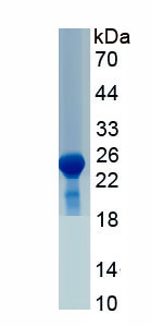 Eukaryotic Ciliary Neurotrophic Factor (CNTF)