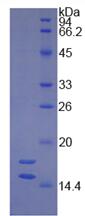 Eukaryotic Interleukin 17 (IL17)