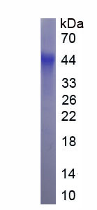 Eukaryotic Interleukin 6 (IL6)