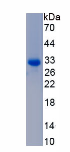 Eukaryotic Matrix Metalloproteinase 2 (MMP2)