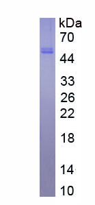 Eukaryotic Osteoprotegerin (OPG)