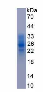 Eukaryotic Stem Cell Factor (SCF)