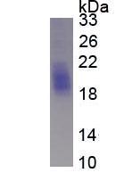 Eukaryotic Stem Cell Factor (SCF)