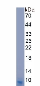 Eukaryotic Stromal Cell Derived Factor 1 (SDF1)