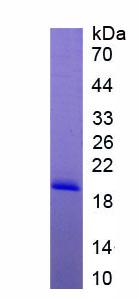 Eukaryotic Tumor Necrosis Factor Alpha (TNFa)
