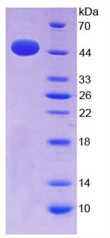 Eukaryotic Tumor Necrosis Factor Alpha (TNFa)