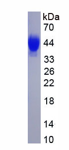 Eukaryotic Vascular Endothelial Growth Factor D (VEGFD)