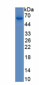 Eukaryotic Collagen Type I Alpha 1 (COL1a1)