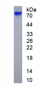 Eukaryotic Intercellular Adhesion Molecule 3 (ICAM3)