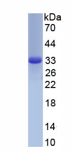 Eukaryotic Immunoglobulin G (IgG)