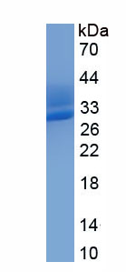Eukaryotic Immunoglobulin A (IgA)