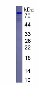 Eukaryotic Intercellular Adhesion Molecule 1 (ICAM1)