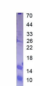 EPA568Hu61.jpg