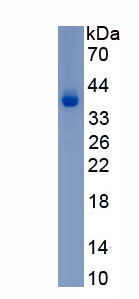 EPA605Ra63.jpg