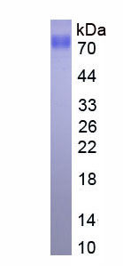EPA709Mu61.jpg