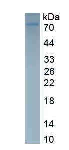 Eukaryotic Hypoxia Inducible Factor 1 Alpha (HIF1a)