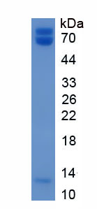Eukaryotic Haptoglobin (Hpt)