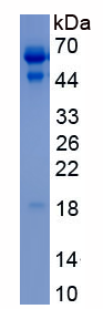 EPA838Hu62.png