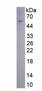 EPA838Hu63.jpg