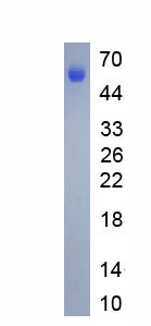 EPA838Hu65.jpg