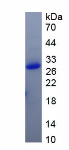 Eukaryotic Leukocyte Associated Immunoglobulin Like Receptor 1 (LAIR1)