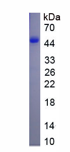 Eukaryotic Growth Hormone Receptor (GHR)