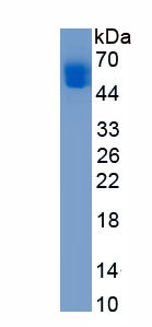 Eukaryotic Cluster Of Differentiation 4 (CD4)