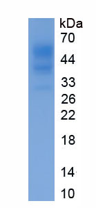Eukaryotic Heparin Binding Epidermal Growth Factor Like Growth Factor (HBEGF)