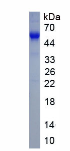 Eukaryotic Heparin Binding Epidermal Growth Factor Like Growth Factor (HBEGF)