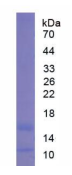 EPB575Mu61.png